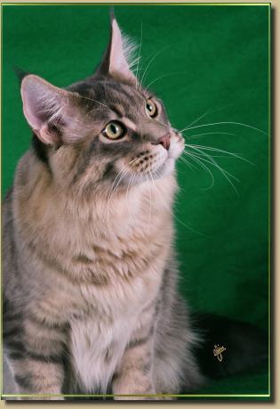 maine coon cat. Maine Coon Cat N Kittens of