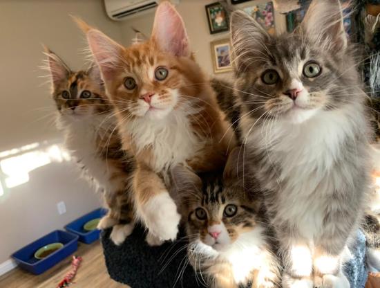 Maine Coon Kittens Southern California