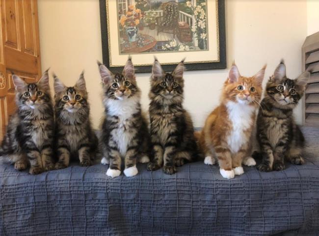 past kittens