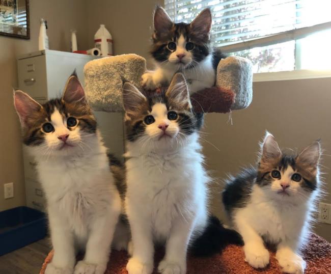 2018 kittens