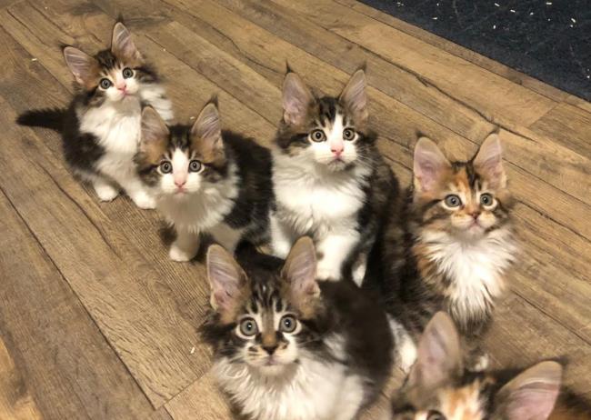 August Maine coon kittens