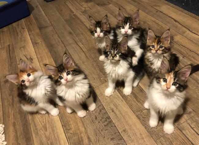 August Maine coon kittens