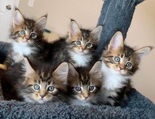 October 2018 Kittens