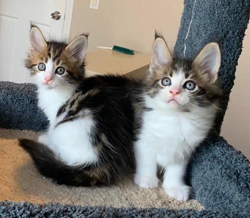 October 2018 Kittens
