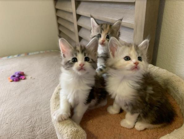 past kittens