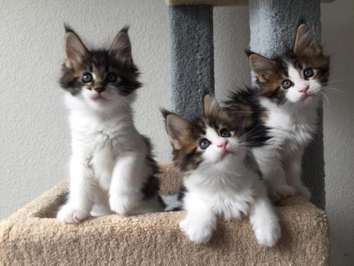Maine Coon Kittens Southern California