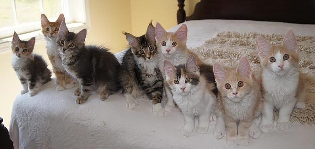 Sparkle & Yuma Kittens