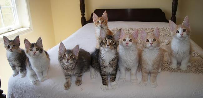 Sparkle & Yuma Kittens