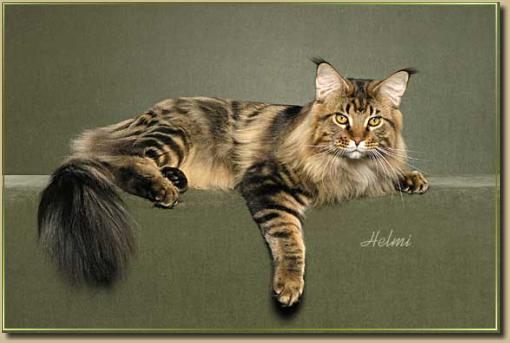 Our Maine Coon Retired Show Cats & Alumni SC