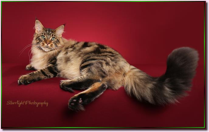 timber Maine Coon Cat